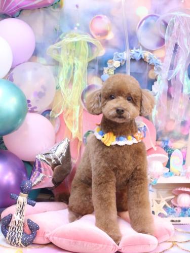 20240801ぷぷくん